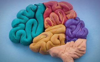 neuroplasticity